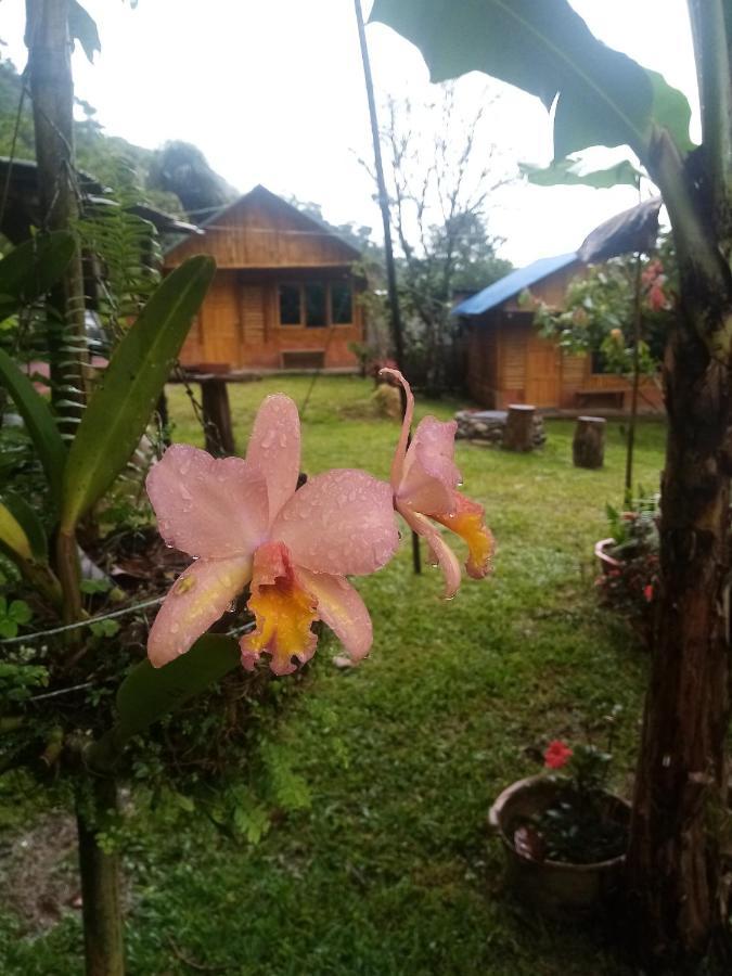 Orquidea Norcasia